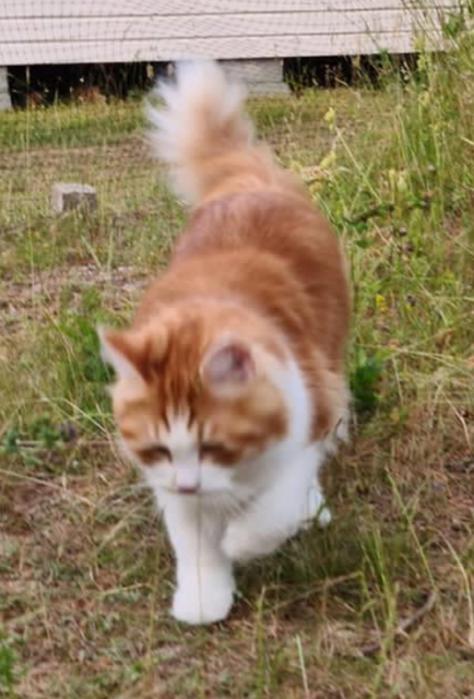 Sibirisk katt Xanthus